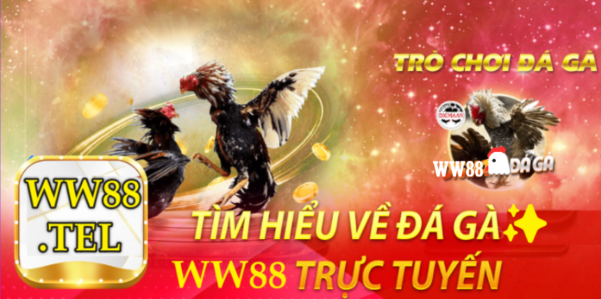 Đá gà trưc tuyến tại nhà cái ww88